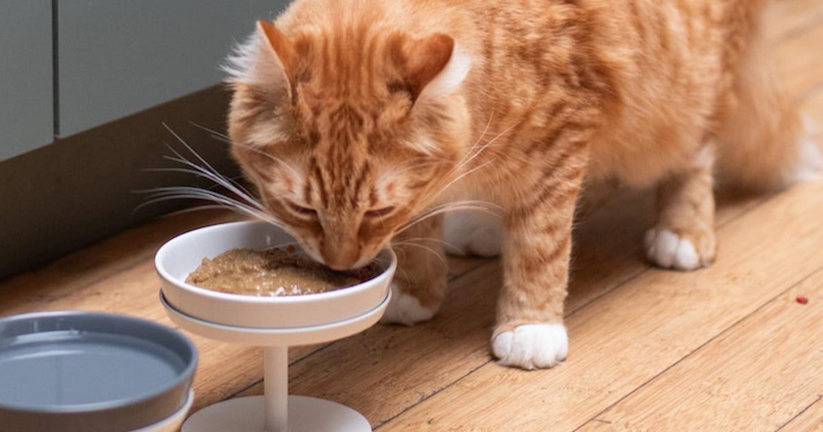 6 Best High Protein Cat Foods