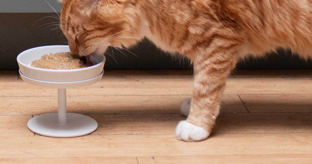 5 Best Hypoallergenic Cat Foods of 2024