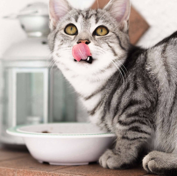 6 Best Kitten Foods of 2024 tuft + paw