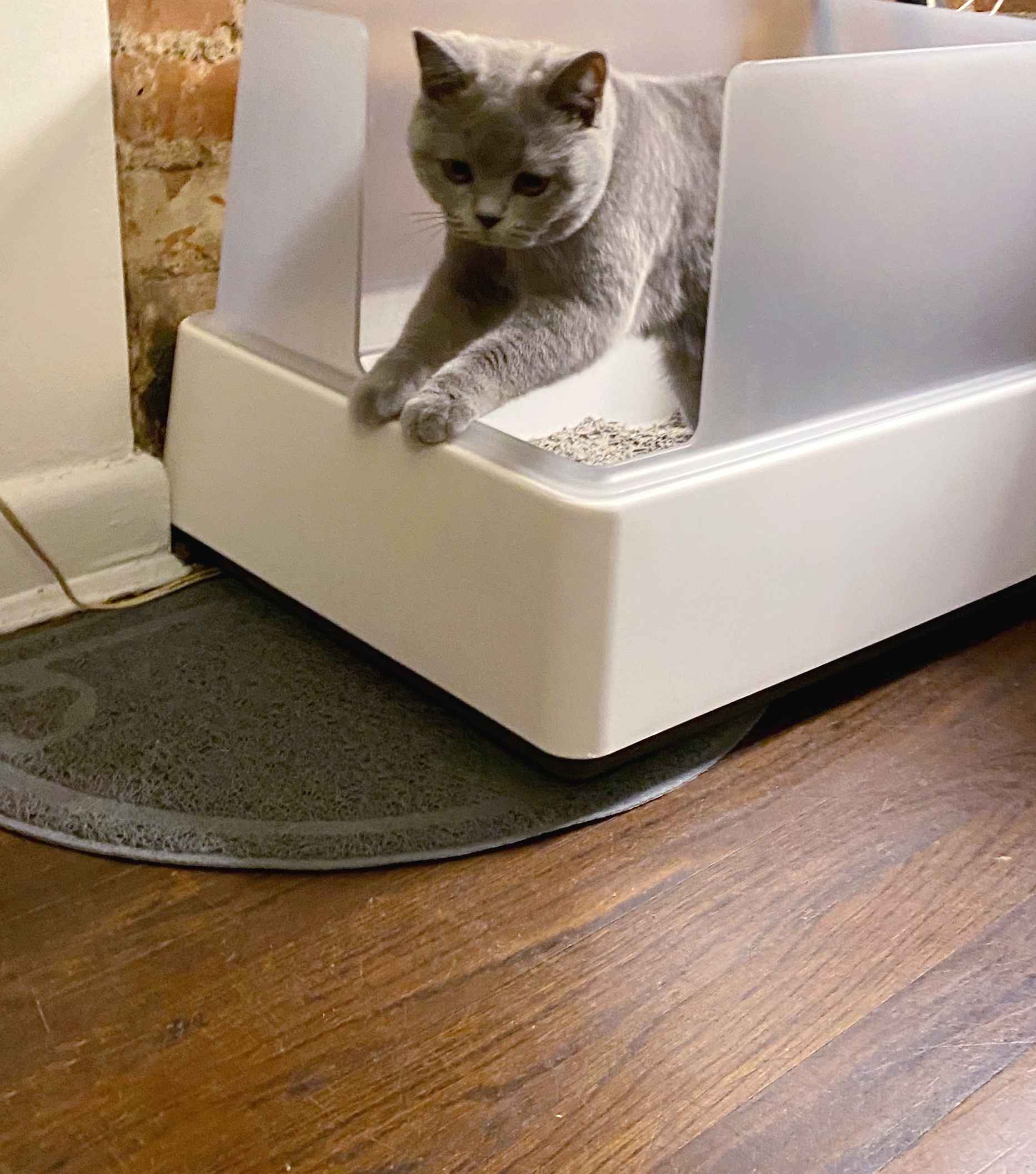 Best HighSided Litter Boxes to Prevent Tracking in 2024 tuft + paw