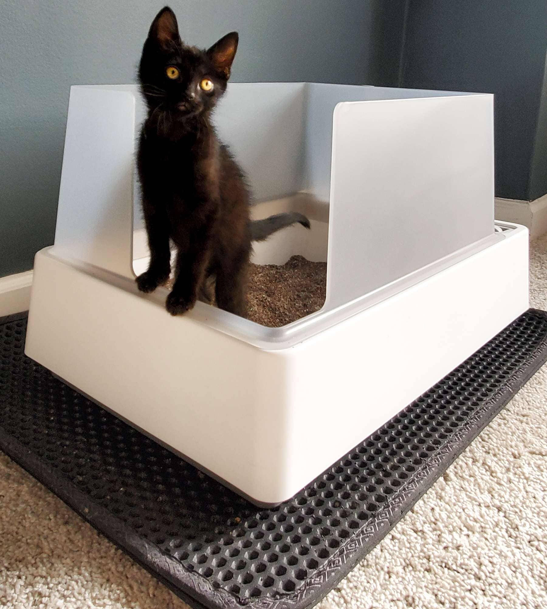 The 5 Best Cat Litter Mat Choices To Reduce Litter Tracking