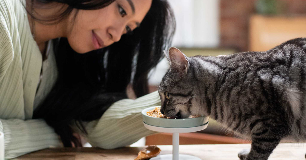 6 Best Low Carb Cat Foods