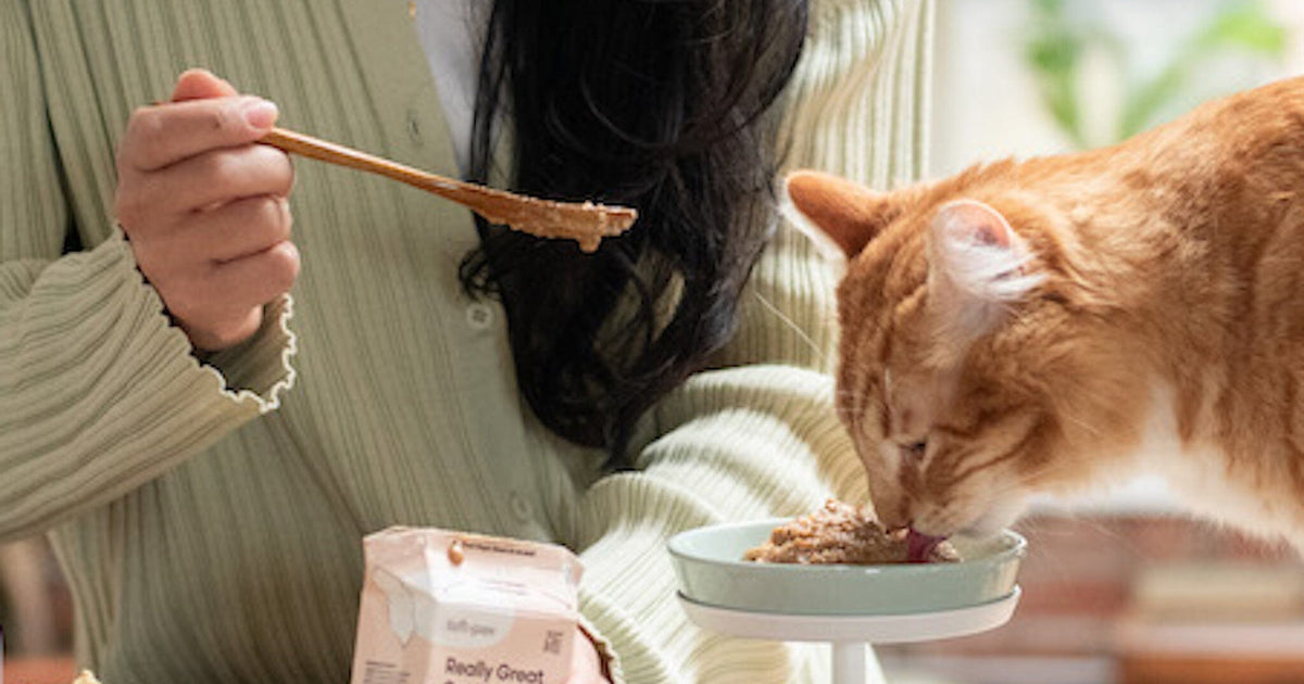 5 Best Senior Cat Foods of 2024