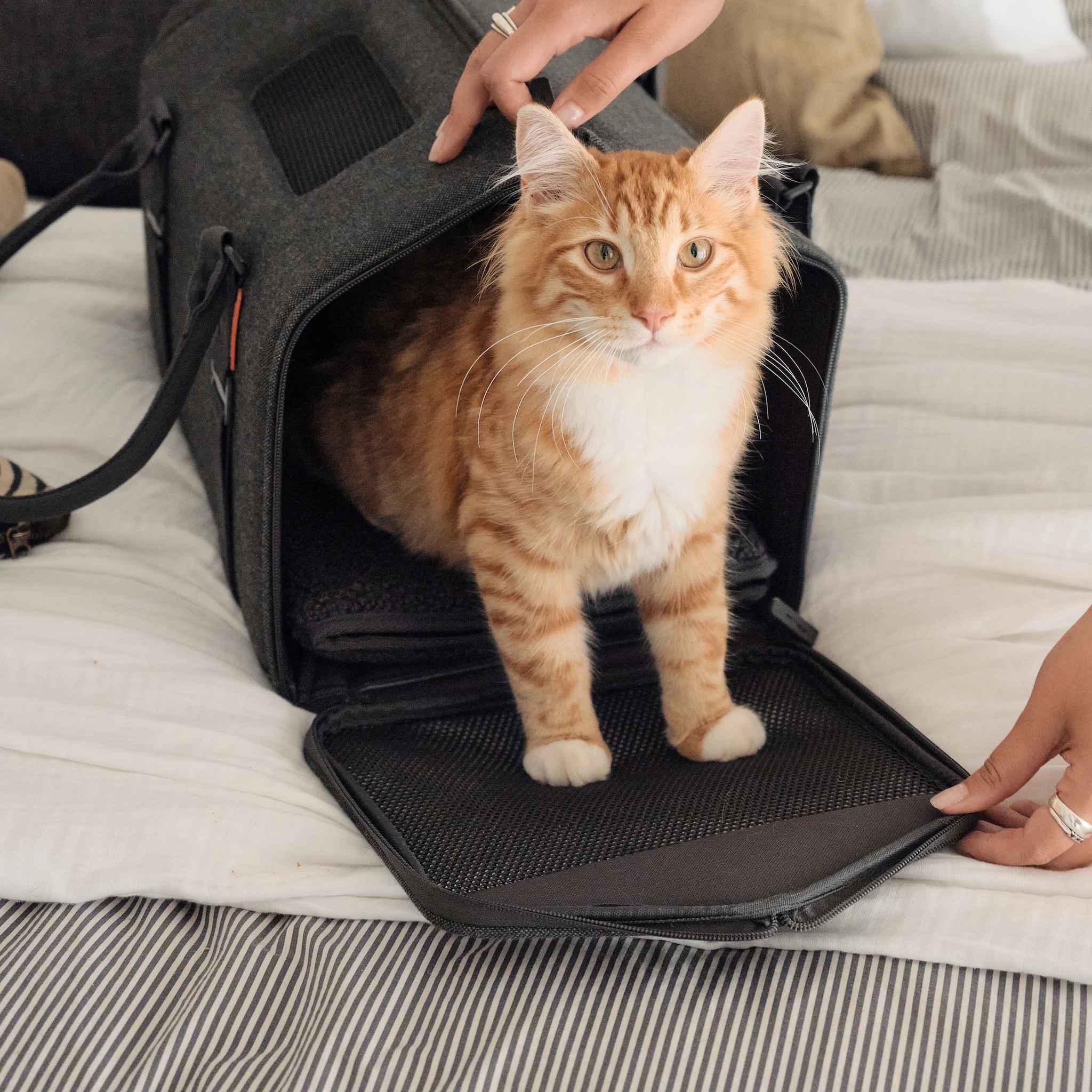 Pet Carrier, Cat Carrier, Airline Approved 2 Sides Expandable, Soft Sided,  Durable, Easy to Carry, and More Breathable