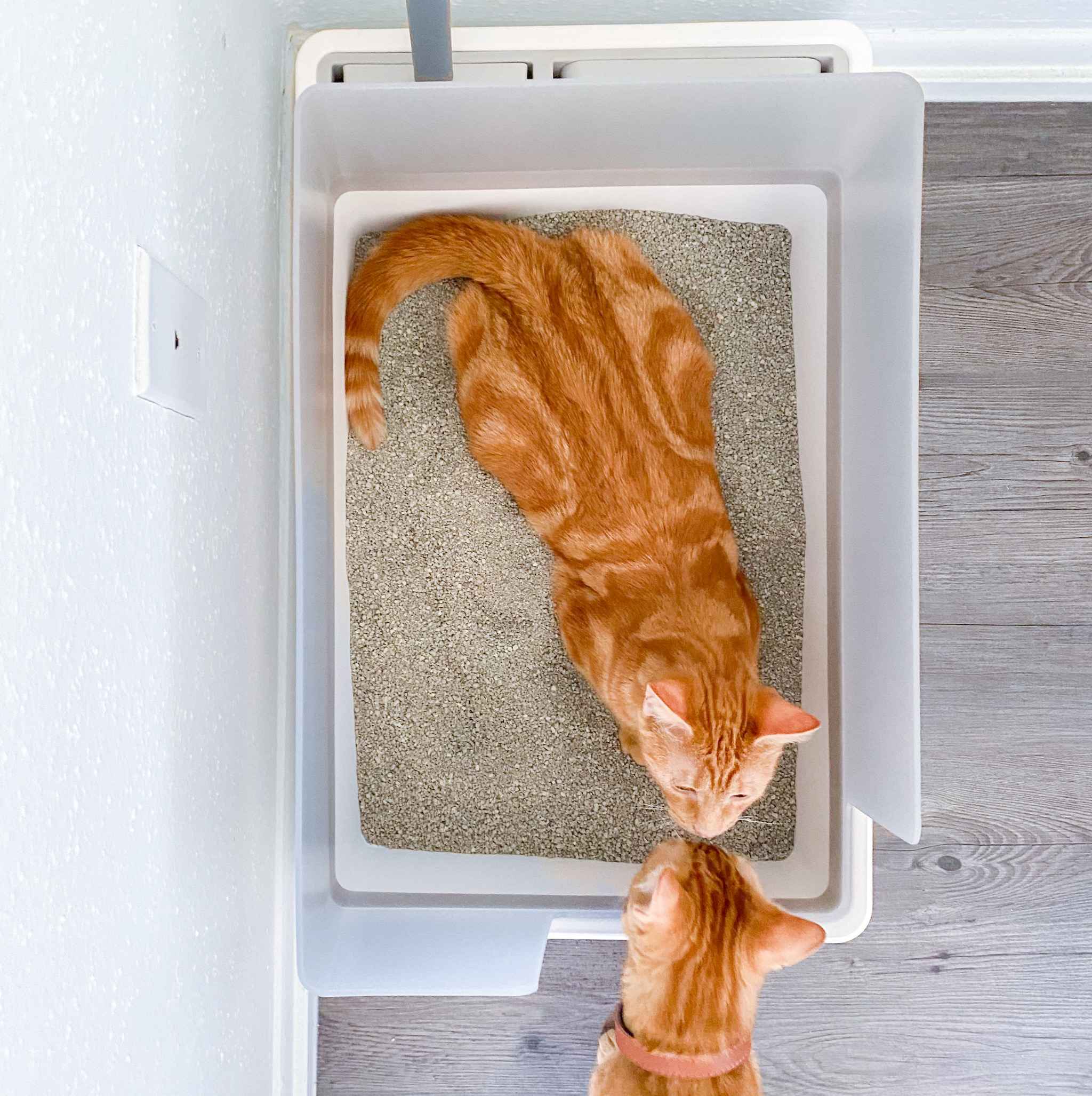 Can kittens share a litter box Clearance