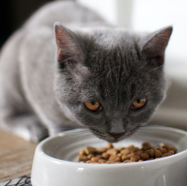 Can Kittens Eat Adult Cat Food Tuft Paw can-kittens-eat-adult-cat-food-tuft-paw