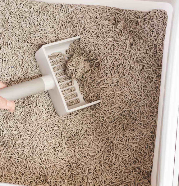 Beautiful view of Training A Kitten To Use A Non Clumping Litter