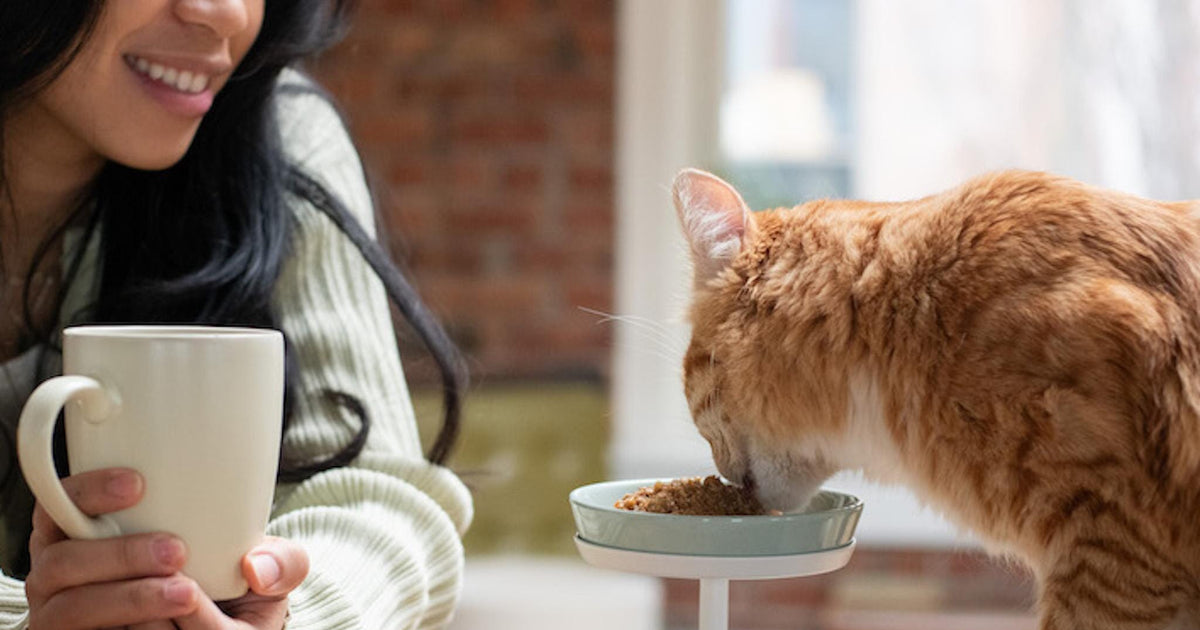 How Long Cat Wet Cat Food Sit Out?