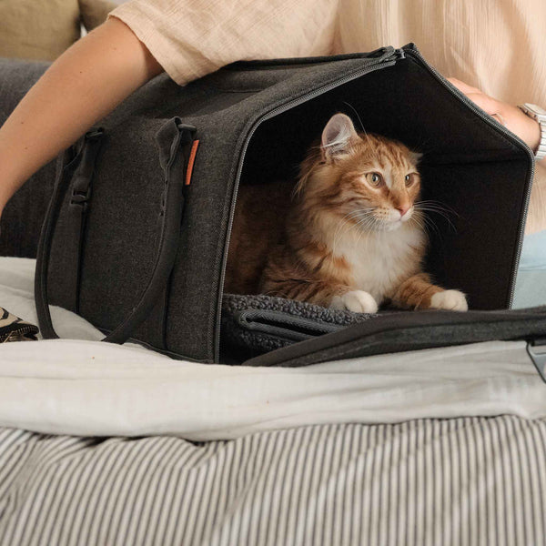 How to Get Your Cat Into a Carrier tuft + paw