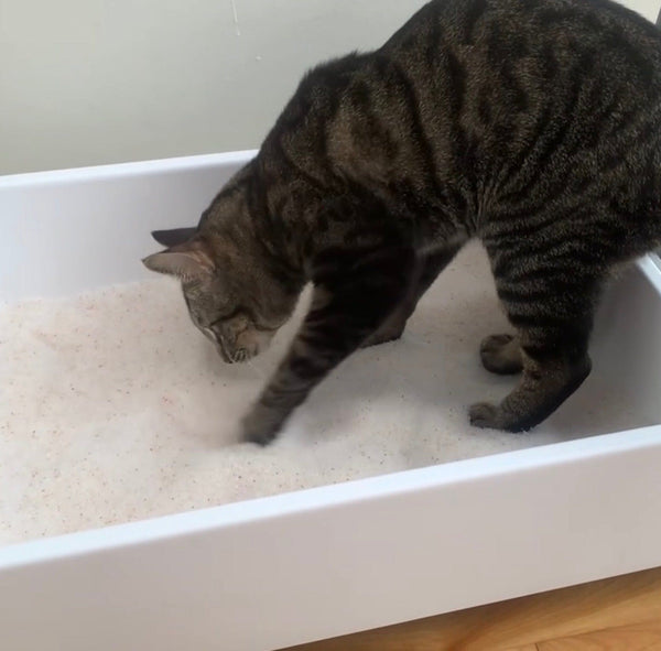 Pretty Litter Price Is It Worth It? tuft + paw