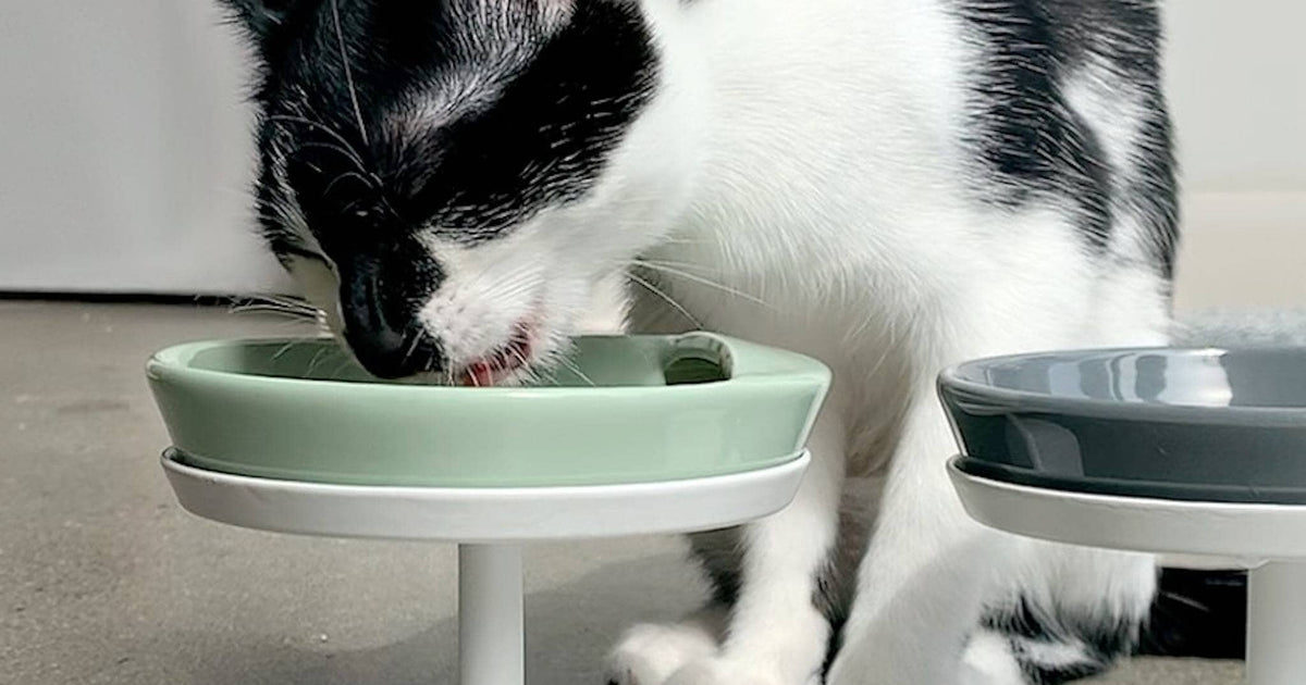 How to Transition Your Cat to tuft + paw Really Great Cat Food