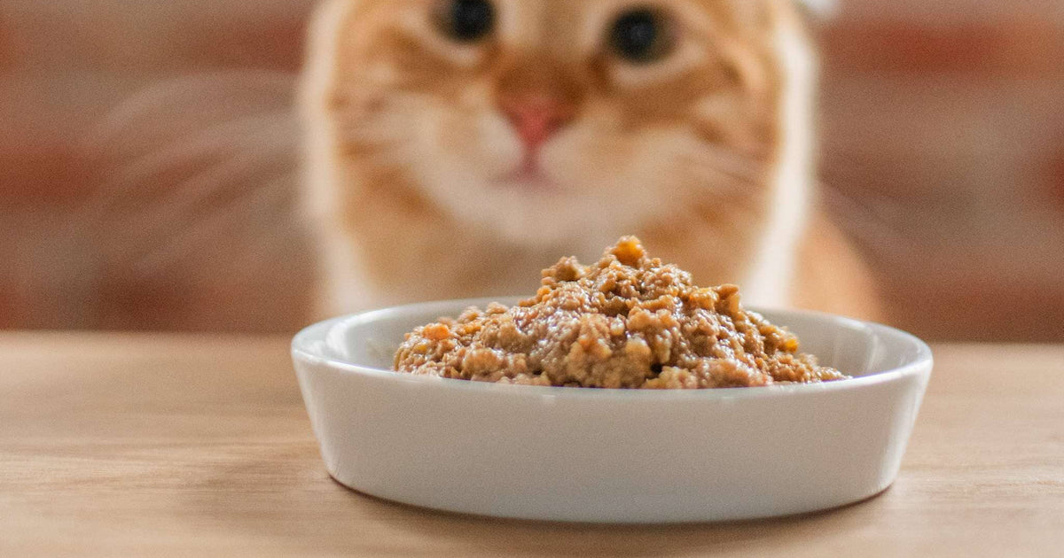 Wet vs Dry Cat Food: Which Is Better for Your Cat?