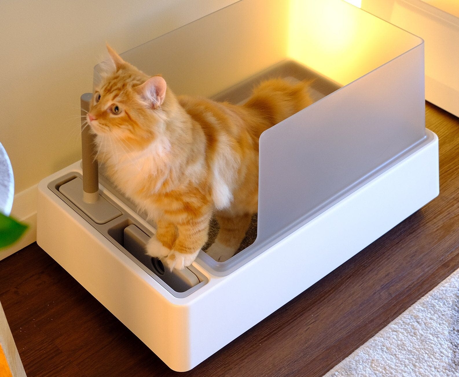 10 Small Litter Boxes That Get the Job Done – PureWow