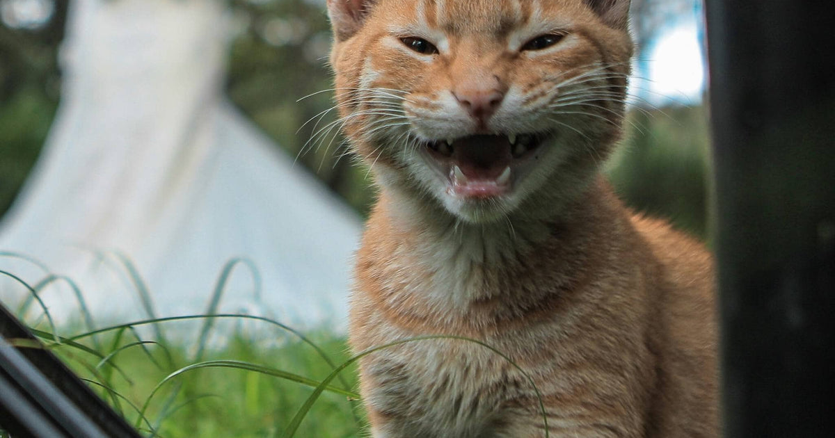 Whiskers and Wedlock: 7 Ways to Make Your Wedding Venue Comfortable fo