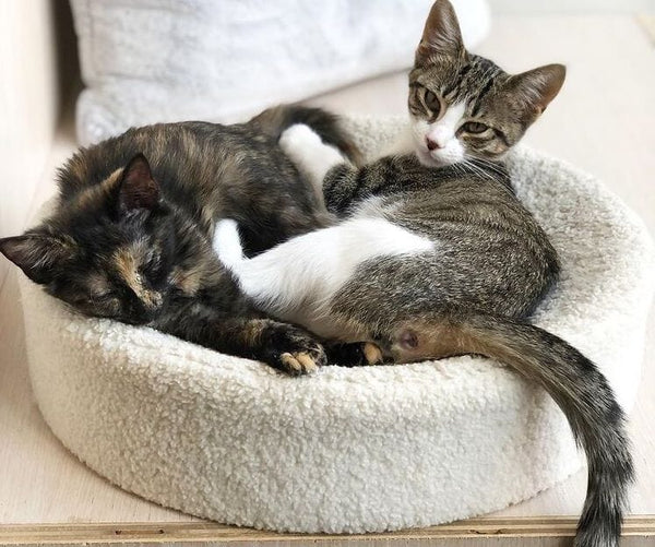 How to Raise a Kitten tuft + paw