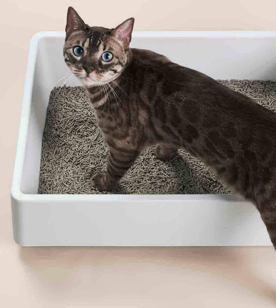 Best Cat Litter Brands—We’ve Tried Them All tuft + paw