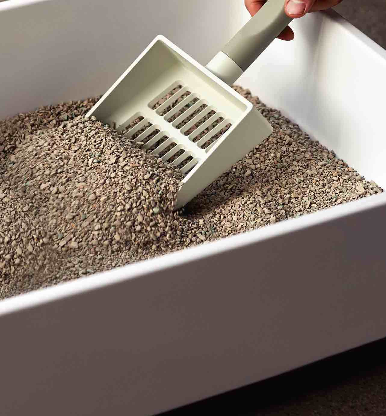 Non Clumping Best Clay Litter Kitty Litter Non Clumping Non