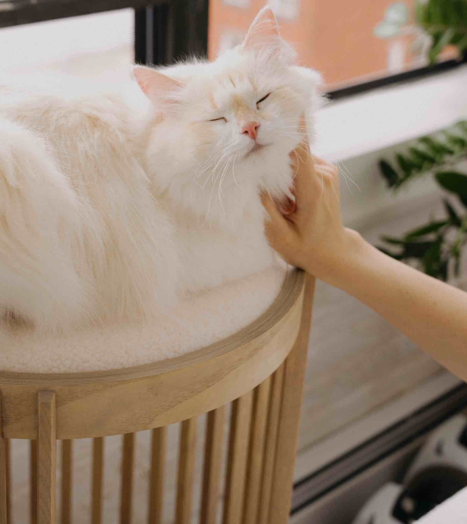 Cat Hissing but Friendly