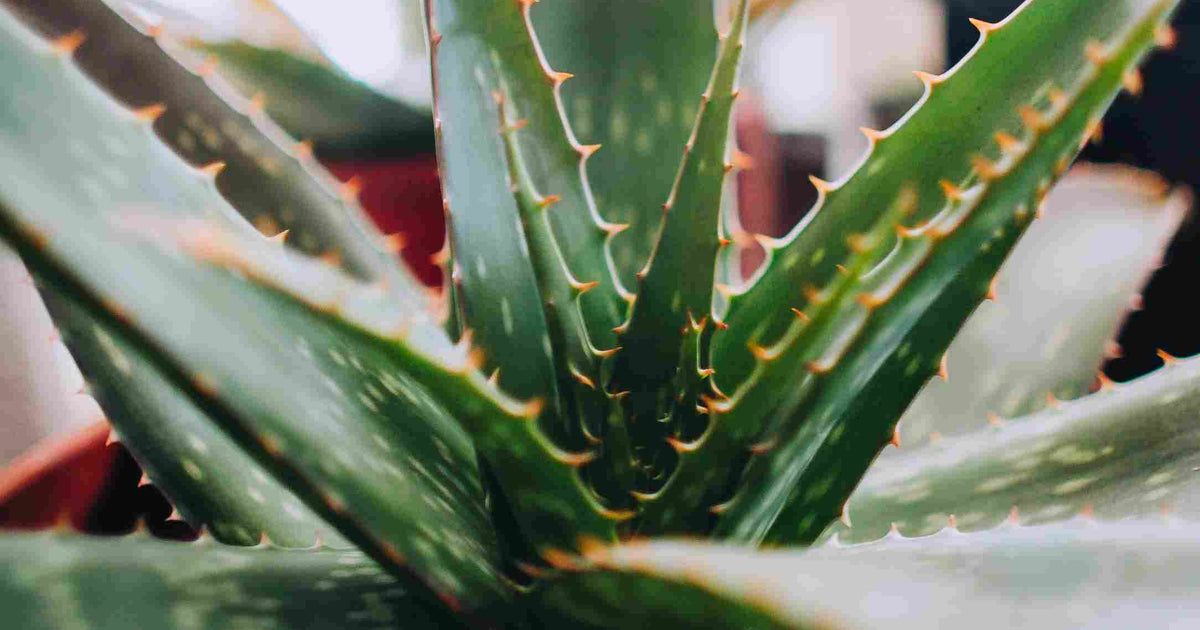 12 Plants That Are Potentially Poisonous for Your Cat  Tuft & Paw