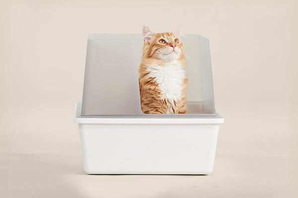 Cubby Litter Box tuft paw