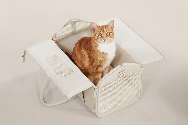 Best cat carrier for scared cat outlet