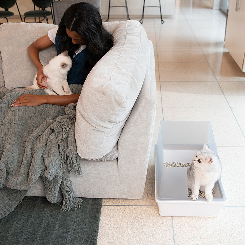 Best Cat Litter for Small Apartments  Tuft & Paw