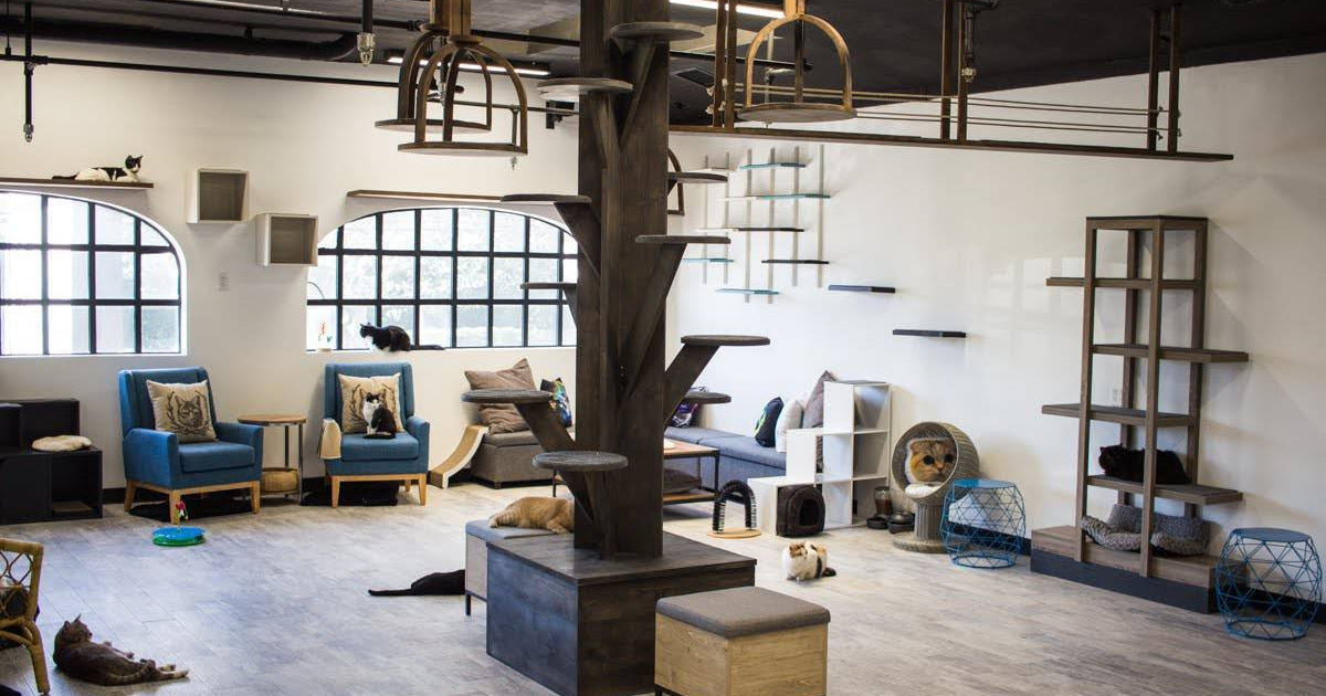 CatCafe Lounge: LA's Only Non Profit Cat Cafe – Tuft & Paw