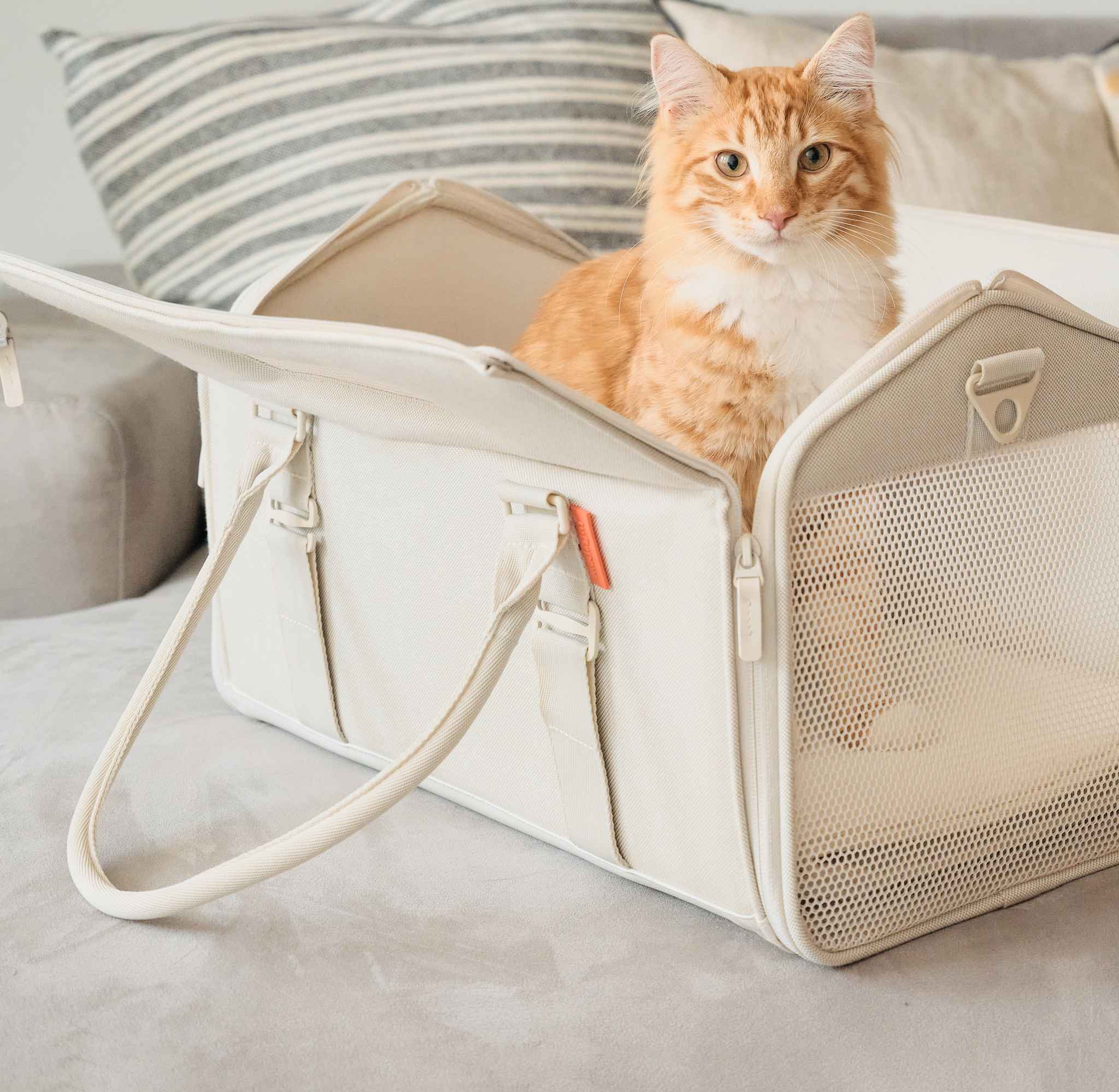 Stunning Features To Consider In Cat Carriers image