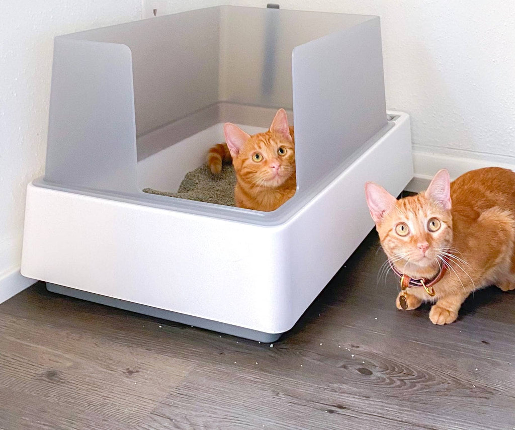 Does Your Cat Need a Bigger Litter Box?