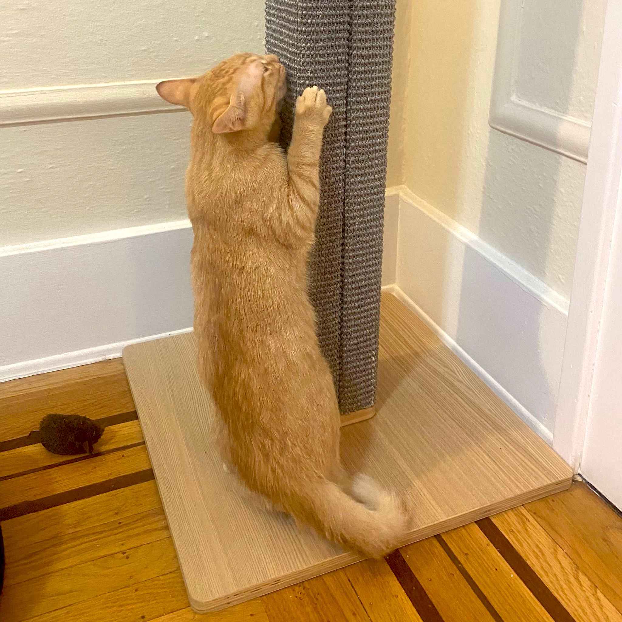 Kitten Scratching Best Kitten Scratching Posts of 2024 – Tuft & Paw