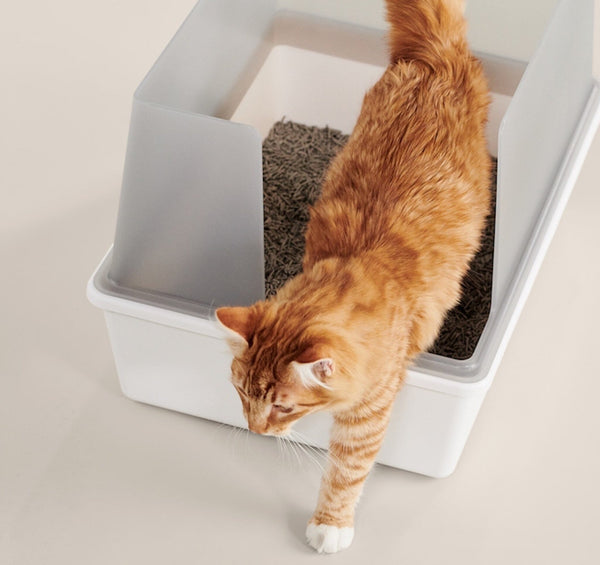 6 Best Large Litter Boxes for Big Cats of 2024 – Tuft & Paw