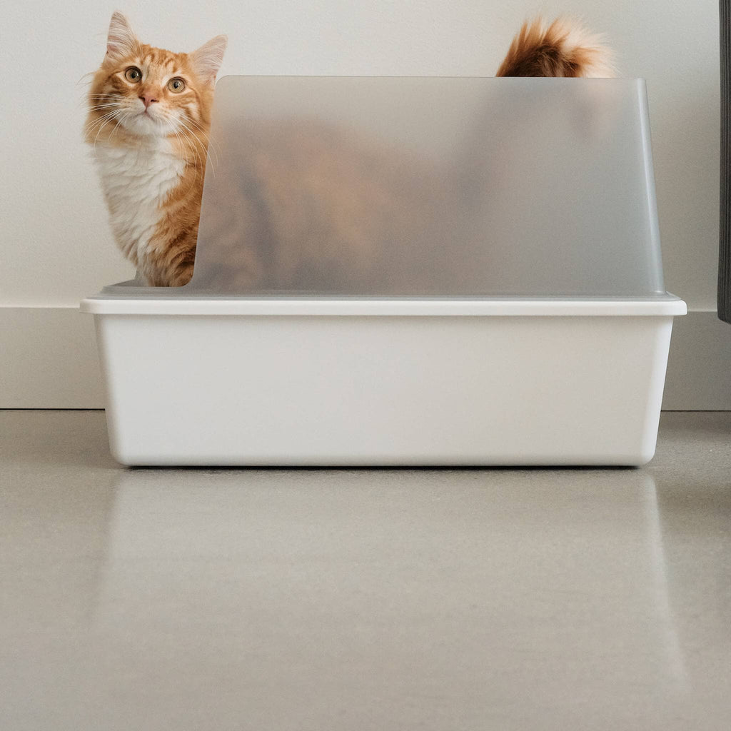 3 Budget-Friendly Cat Litters That Smell Good- Tails & Tips