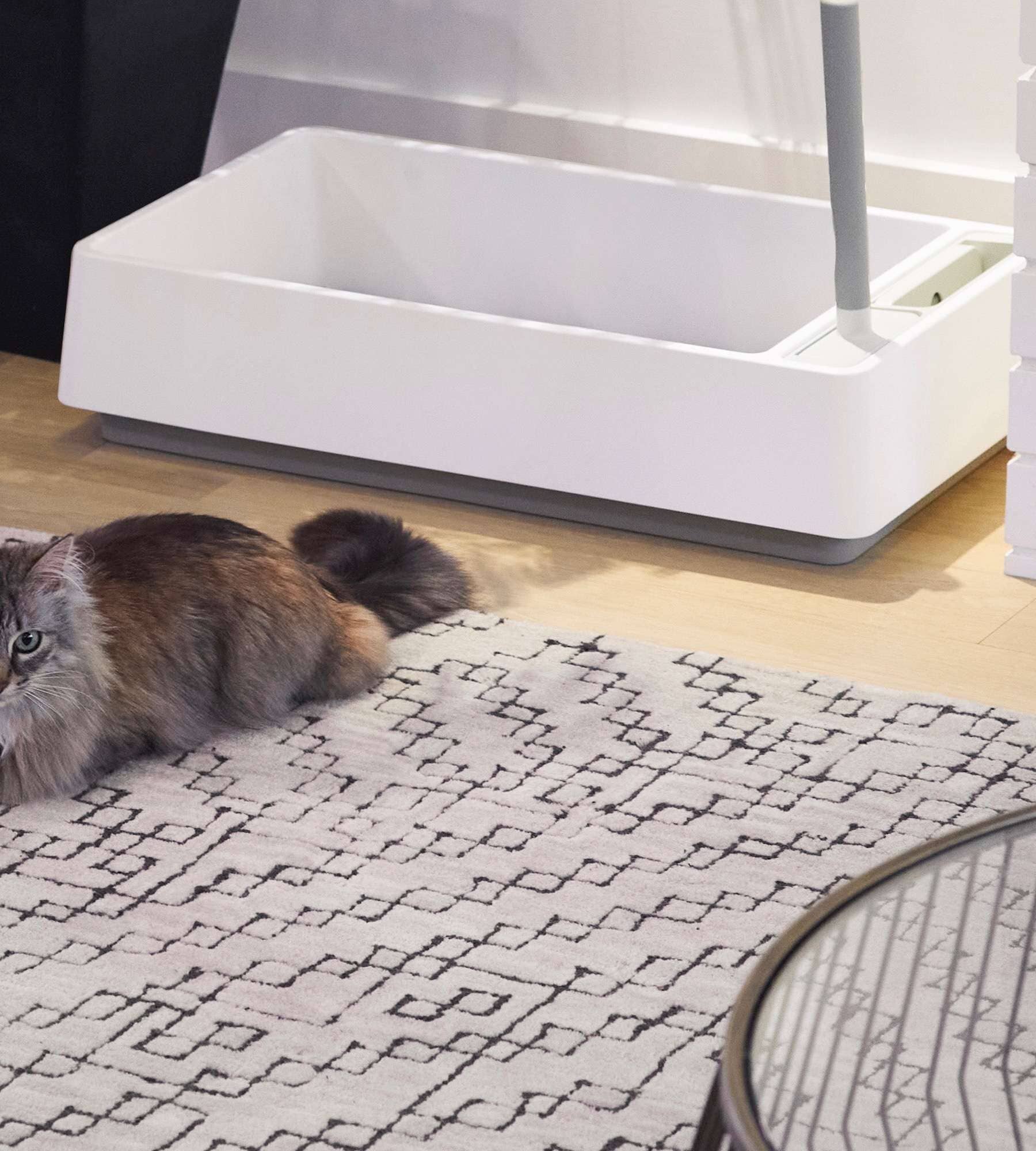 Best Cat Litter Box 2024 India Dacia Dorotea