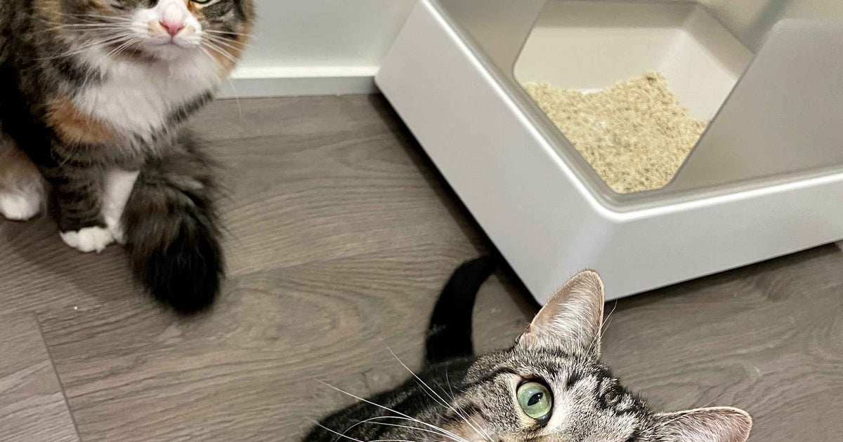 The 6 Best Multi-Cat Litter Boxes of 2024 – Tuft & Paw