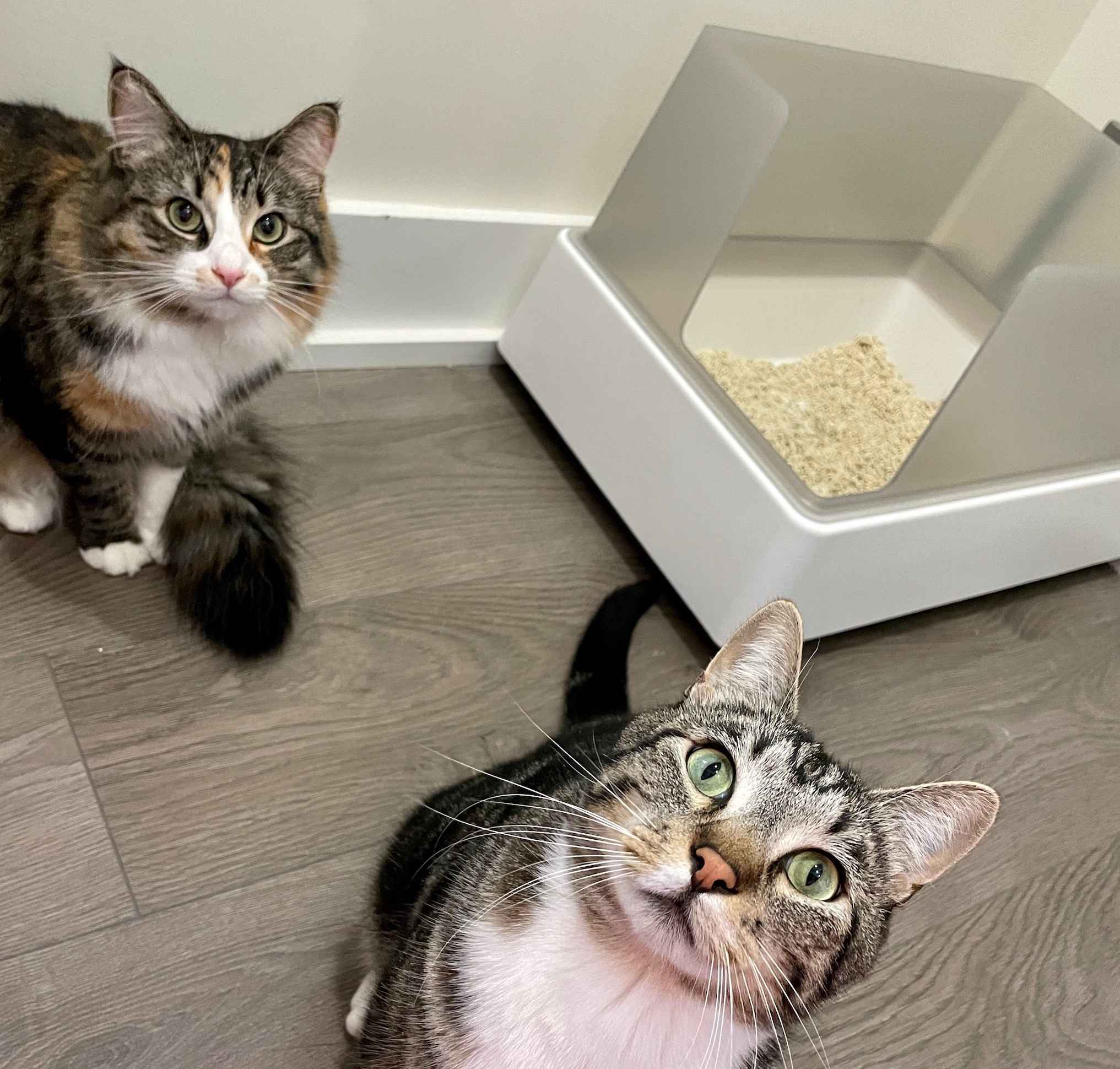 The 6 Best Multi-Cat Litter Boxes of 2024 – Tuft & Paw
