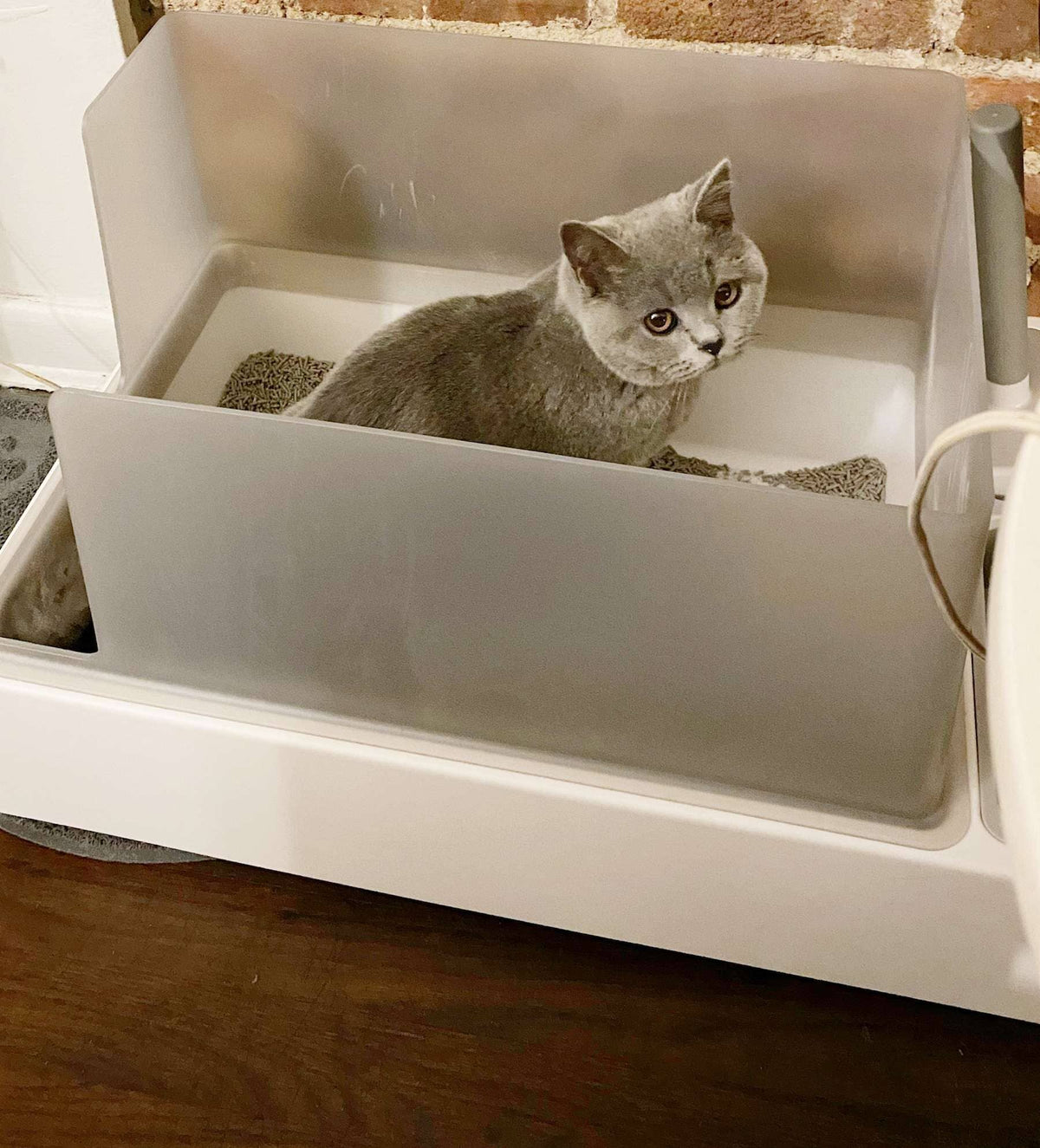 Best Wood Pellet Cat Litter Box: Top Picks for Clean, Odor-Free Cats