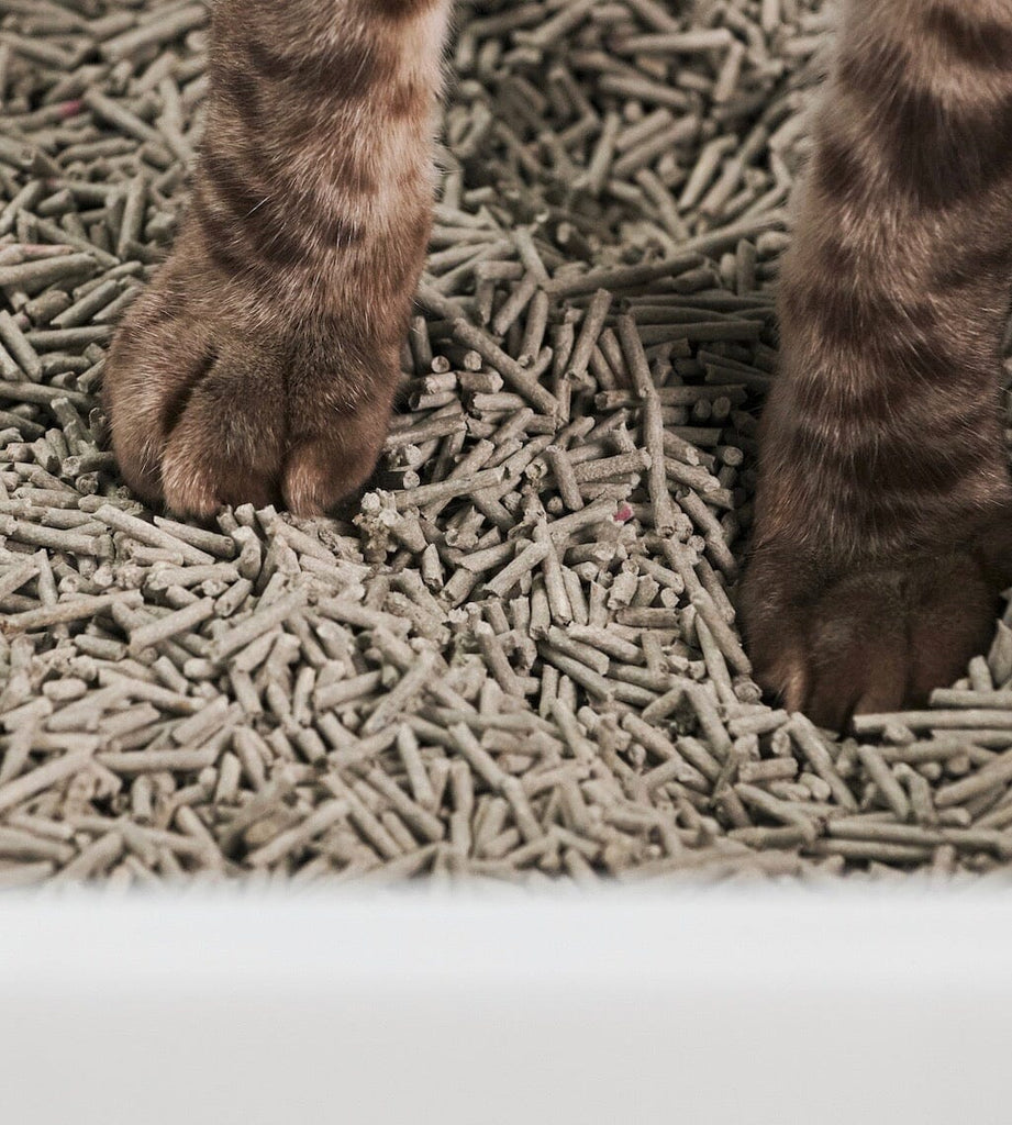How to Stop Cat Litter Tracking – tuft + paw