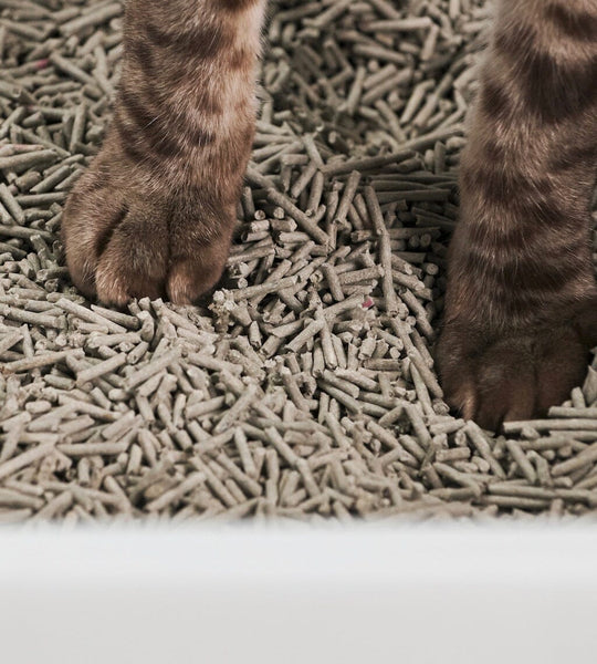 How to Stop Cat Litter Tracking tuft + paw