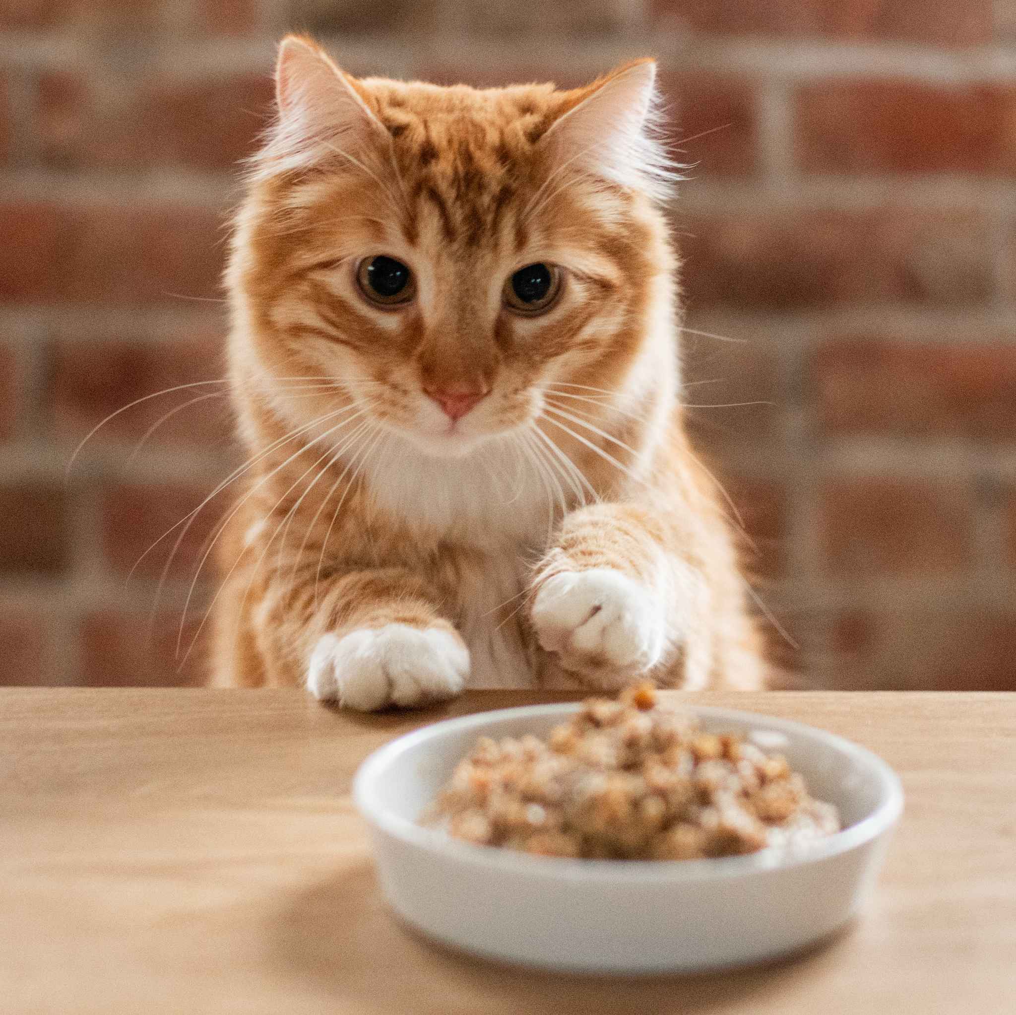 When Can I Switch From Kitten To Cat Food When Can I Switch From Kitten To Cat Food