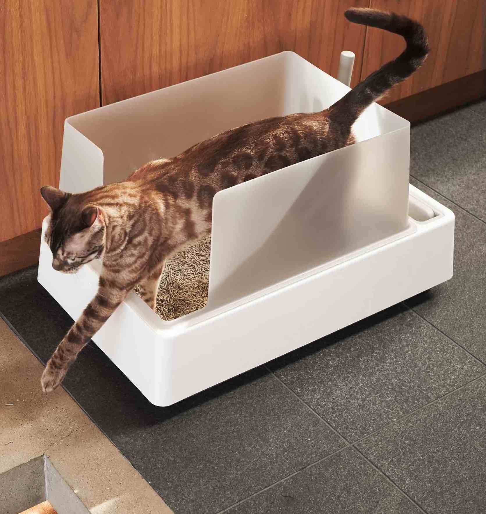 5 Best Natural Cat Litters of 2024 (Biodegradable, Eco-Friendly, and S ...