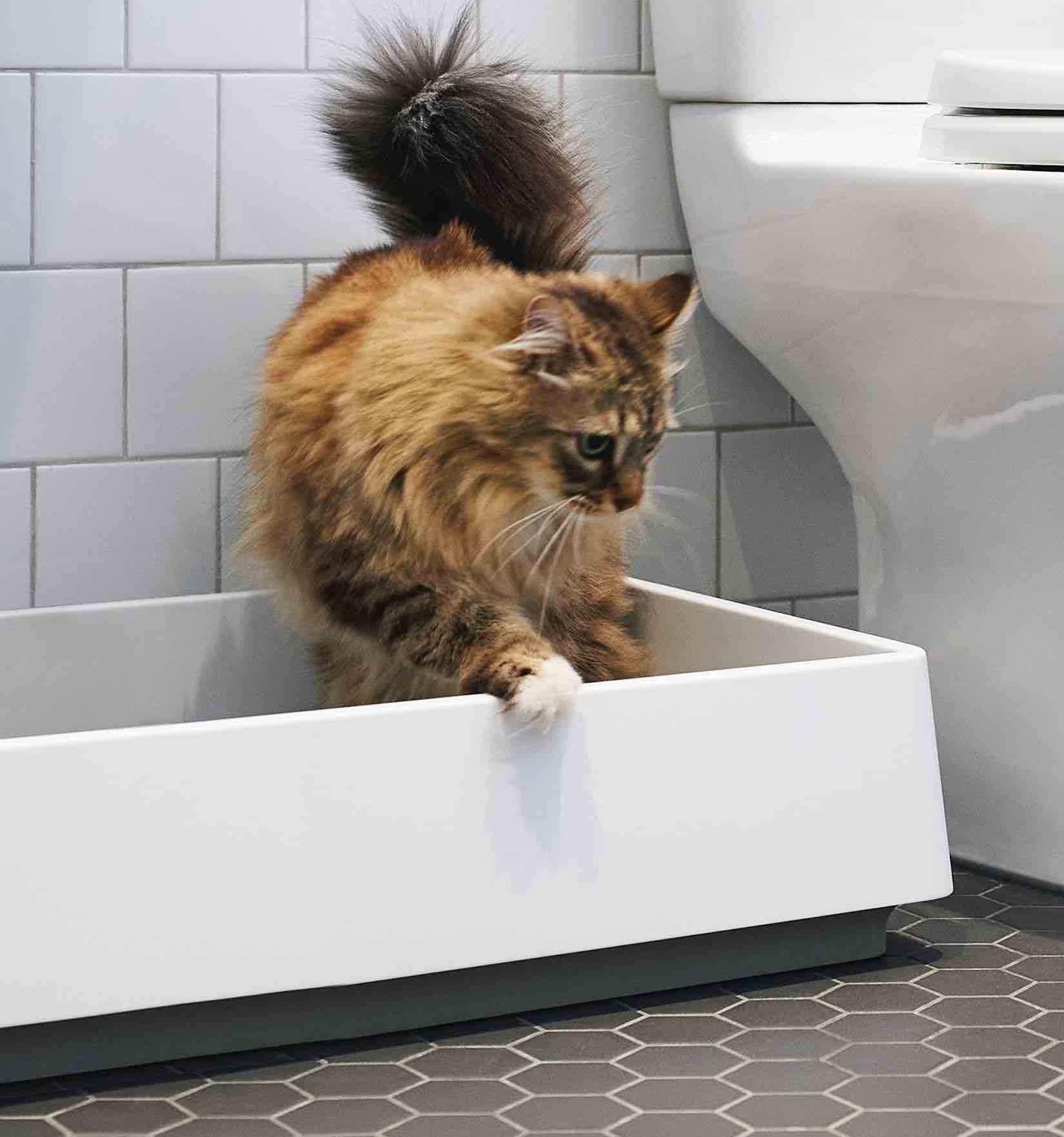 Picture of 6 Best Cat Litters for Odor Control in 2024 – Tuft & Paw