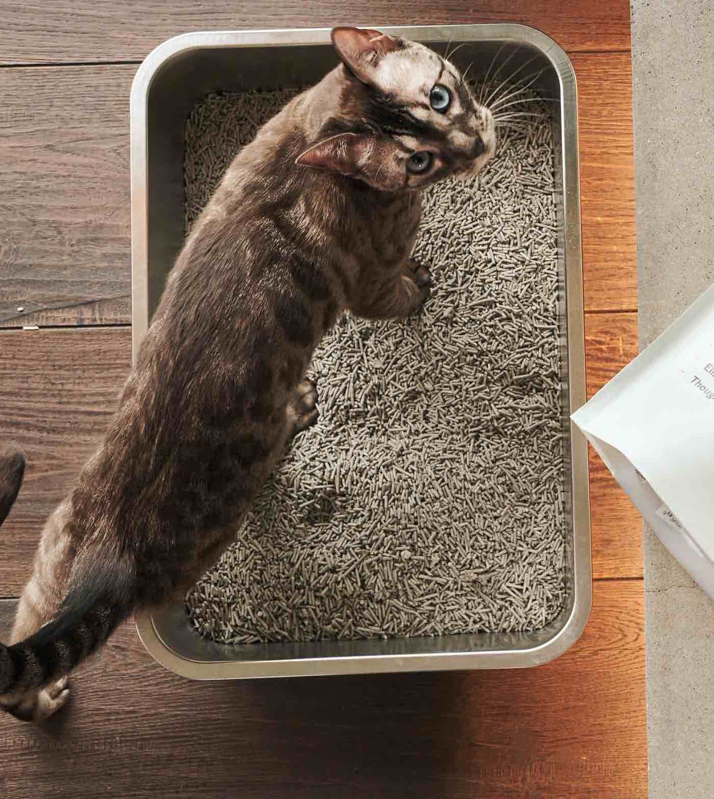 The 5 Best Dust-Free Cat Litters (We Asked the Experts) – Tuft & Paw