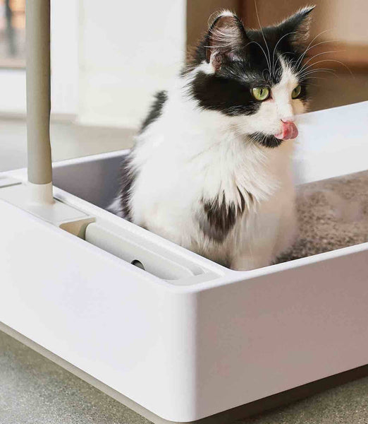 Blood in Your Cat’s Stool? What Does It Mean and What To Do – tuft + paw