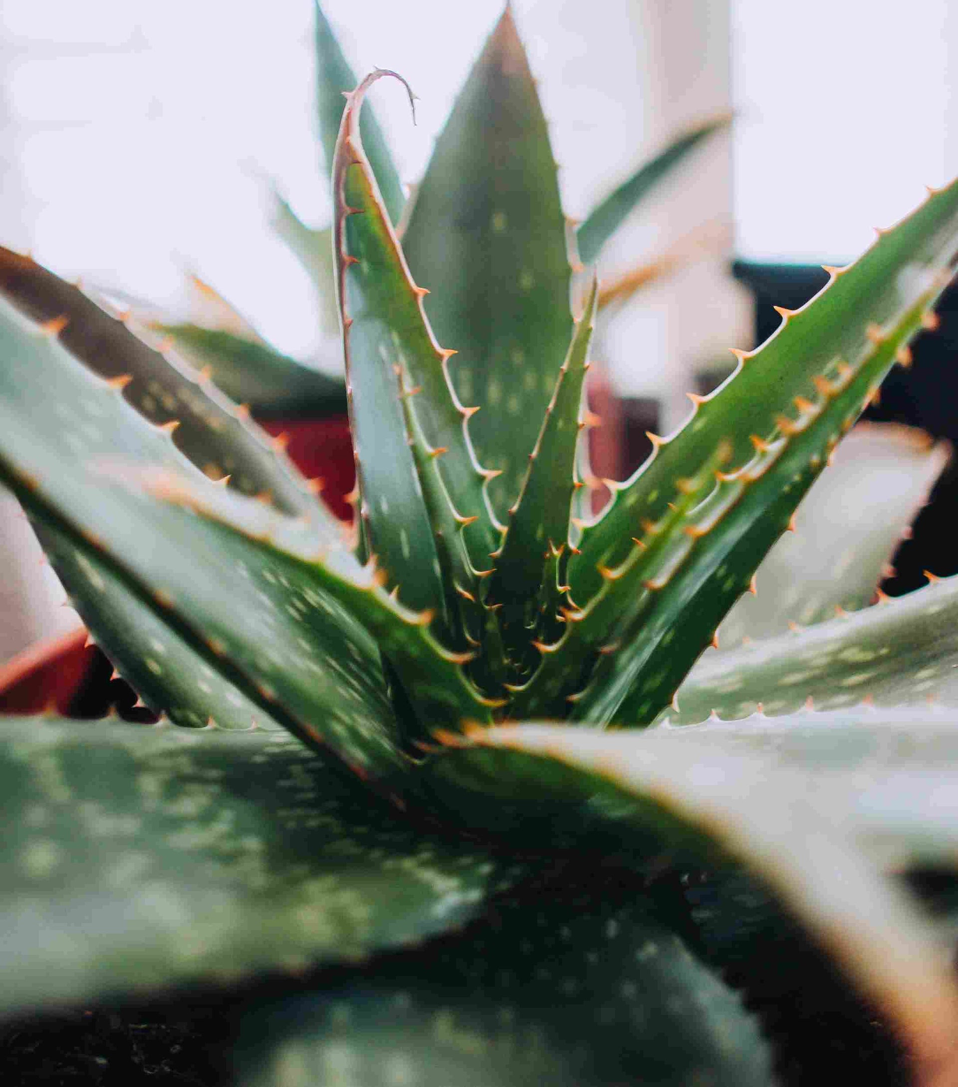 12 Plants That Are Potentially Poisonous for Your Cat  Tuft & Paw