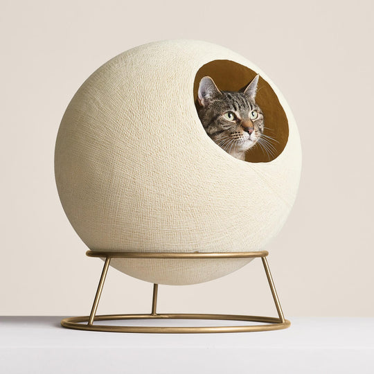 cat in globe cat bed