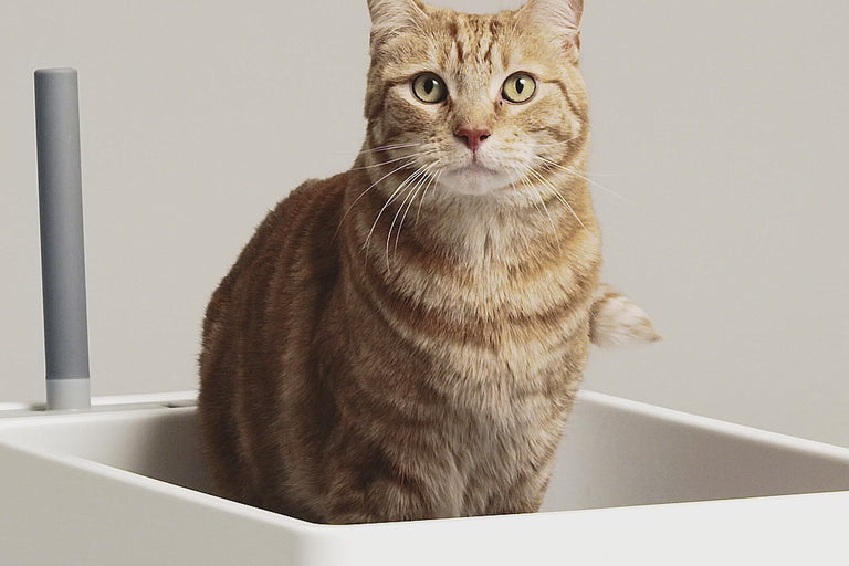 Cove Modern Litter Box – Tuft & Paw