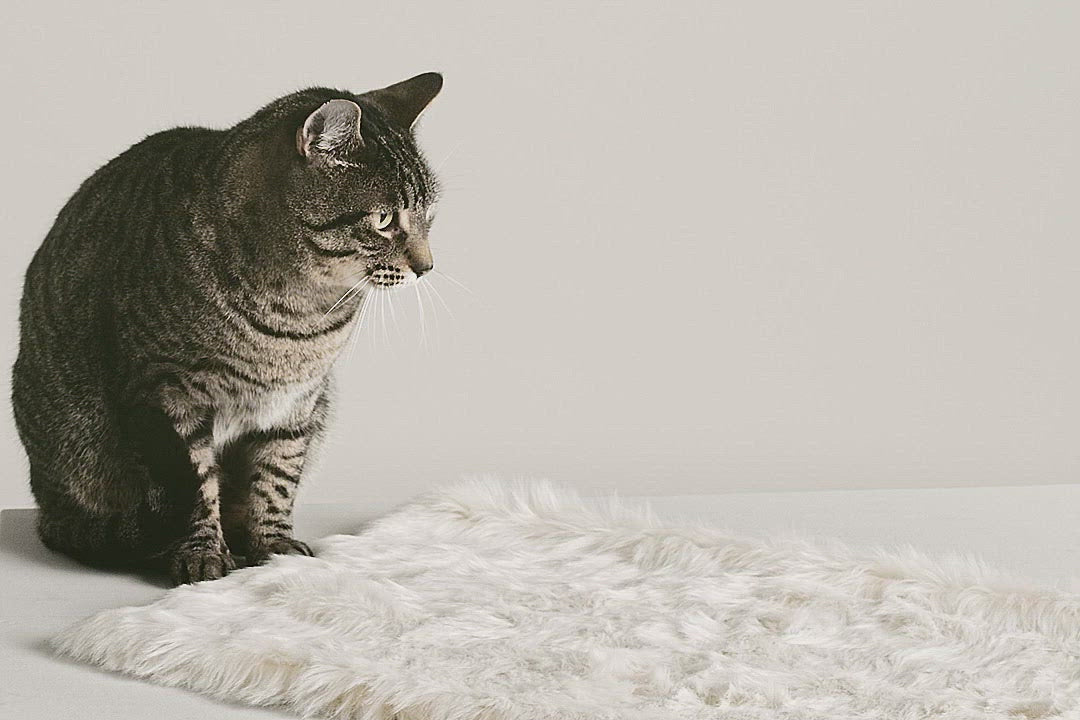 Cat fur blanket outlet