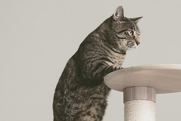 Frond Modern Cat Tree – Tuft Paw